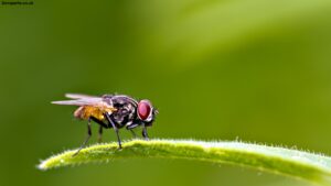 Why Are Flies So Annoying? (A Real Answer From Someone Who's Had Enough)