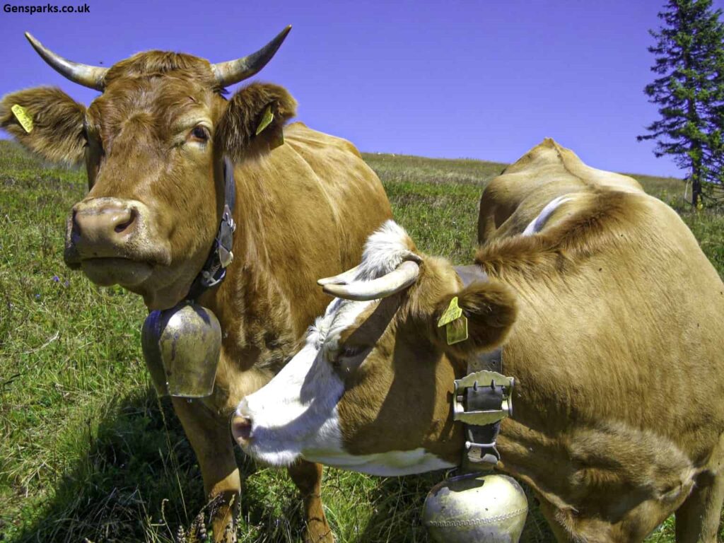 Why Do Cows Wear Bells? The Real Reason Behind That Familiar Clang